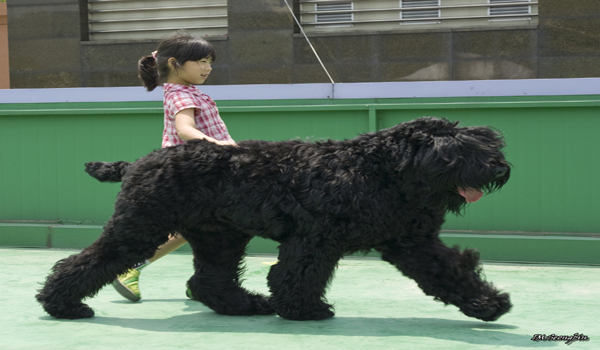 Russian dog breeds- Black Russian Terrier or Chornyi Terrier