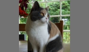 19 Calico Cat Breeds - Tricolor Cats (with Pictures)