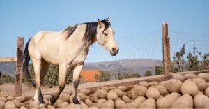 Can horses eat potatoes