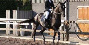 Dressage horse breeds