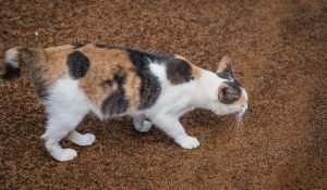 19 Calico Cat Breeds - Tricolor Cats (with Pictures)