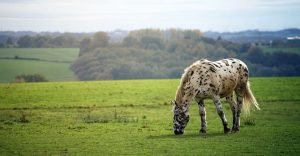 Names for spotted horses