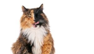 19 Calico Cat Breeds - Tricolor Cats (with Pictures)