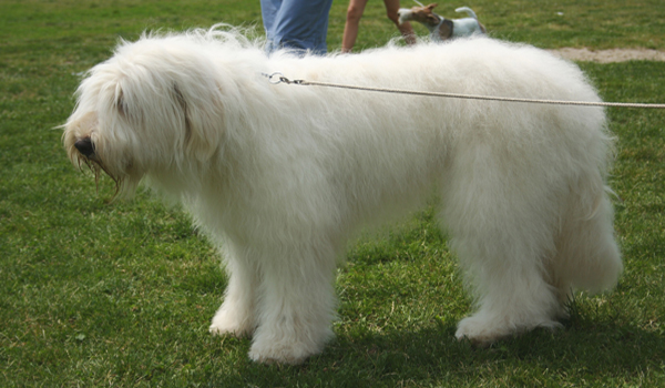 Russian dog breeds- South Russian Shepherd