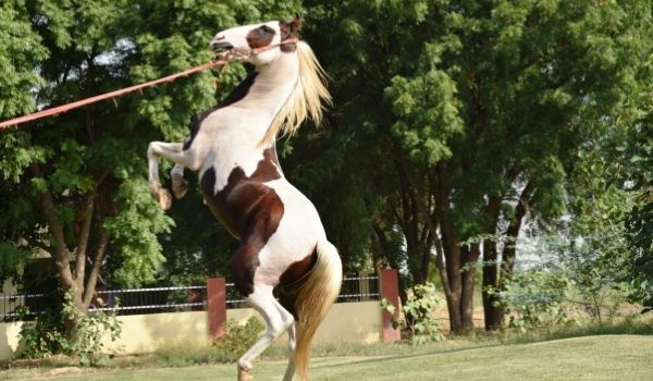 Exotic Horses-Marwari