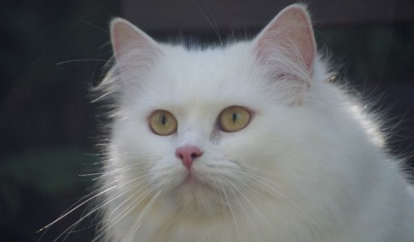 White Cat-Persian White Cat