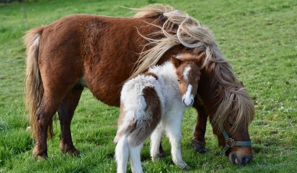 Scottish Horse- Shetland Pony