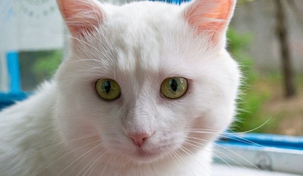 15. Russian White Cat