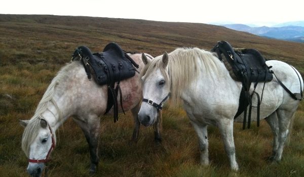 Scottish Horse-Highland Pony