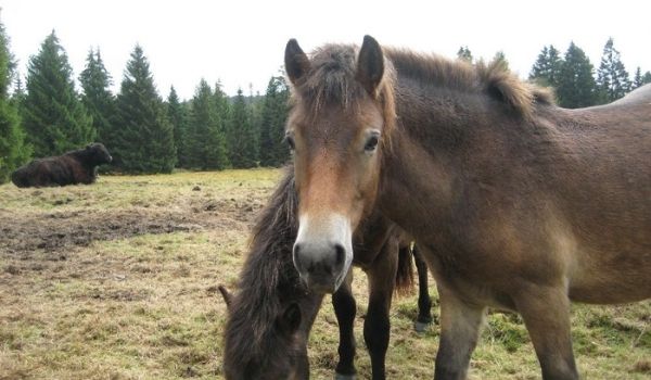 Scottish Horse-Galloway Pony