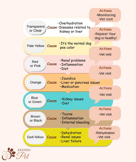 Dog urine color chart