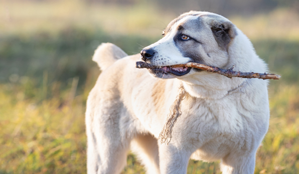Russian dog breeds-Central Asian Shepherd
