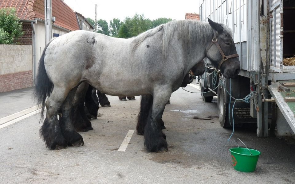 Dutch horses