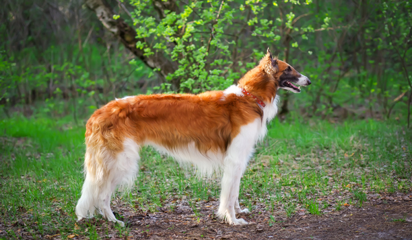 Russian dog breeds-Borzoi or Russian Wolfhound