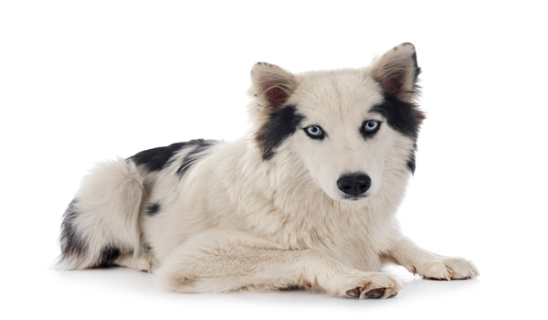 Russian dog breeds-Yakutian Laika