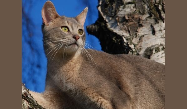 Close up of a Blue Abyssinian cat