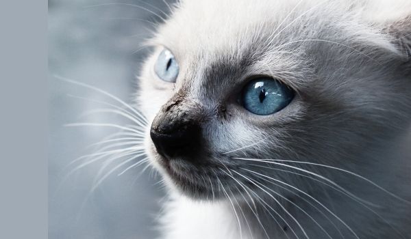 Close up of a Blue-eyed Balinese Cat