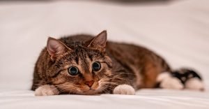 Close up of a brown cat