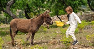 Can Donkeys Eat Bananas?