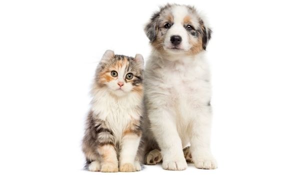 Close up of a cute cat and dog standing together
