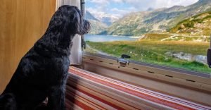 Dog window perch