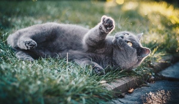 Cute Russian Blue cat lying on grass looking upwards