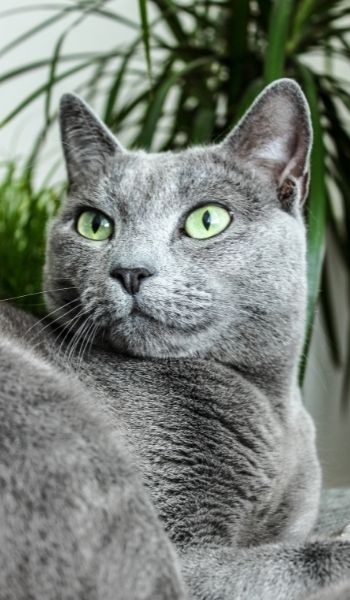 Close up of a Russian Blue Cat