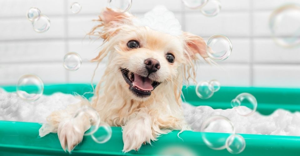 Benzoyl peroxide shampoo for dogs