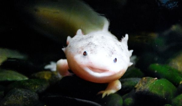 How much do axolotls cost-Aquarium