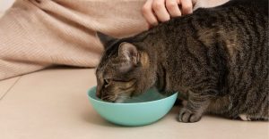 Best cat food for summer