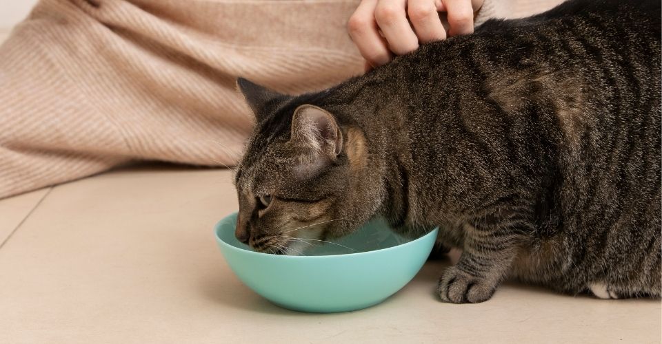 Best cat food for summer
