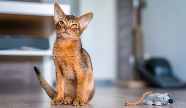 Close up of a Ruddy Abyssinian cat