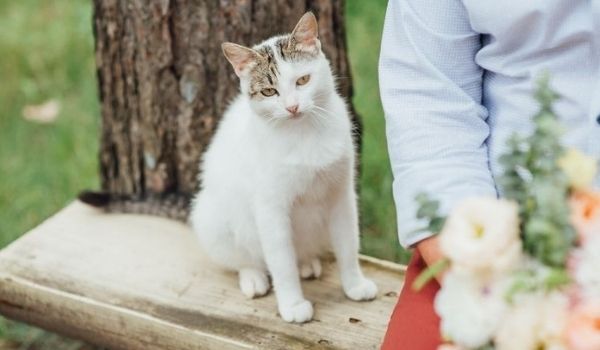 A White cat sitting on a wood