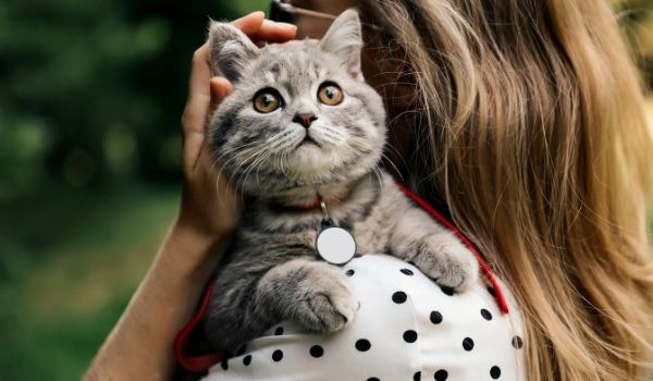 A grey cat sitting on a Girls shoulder looking upwards