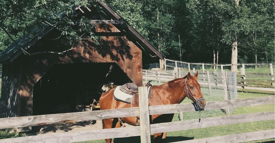 Horse Standing in a DIY Horse Shelter