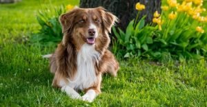 Are Australian Shepherds Good with Kids