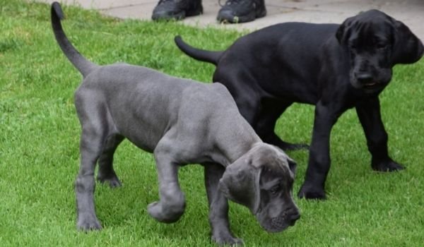 what breeds make a bandog