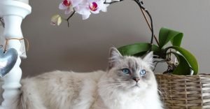 Blue Point Ragdoll