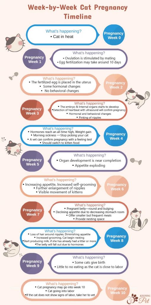 An infographic showing cat pregnancy timeline from week-1 to week-9
