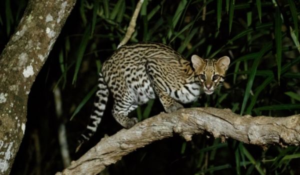 Ocelots-Exotic House Cats