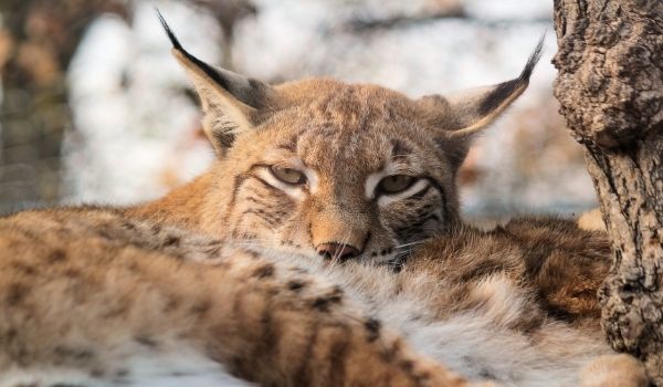 Siberian Lynx-Exotic House Cats
