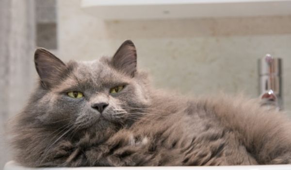 Nebelung-Exotic House Cats