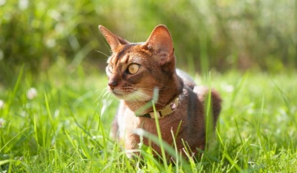 Abyssinian-Exotic House Cats