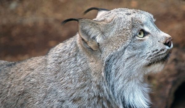 Canadian Lynx-Exotic House Cats