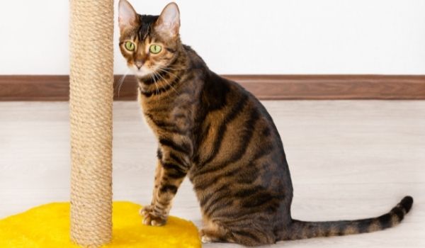 Toyger-Exotic House Cats