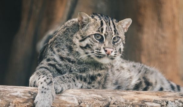 Fishing Cats-Exotic House Cats