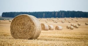 How many round bales per acre