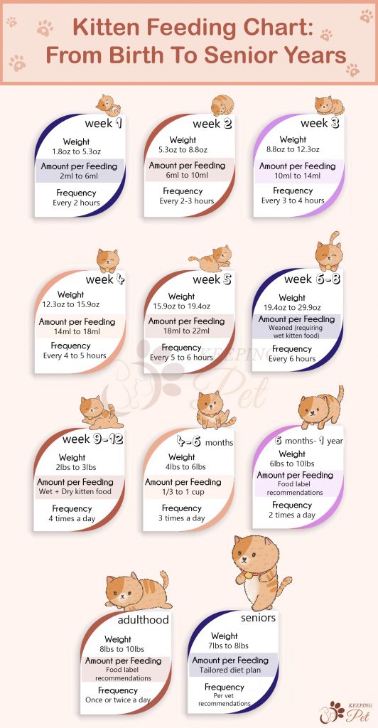 Kitten-feeding-chart-infographic 