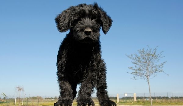 Portuguese Water Dog –Most expensive dog breeds