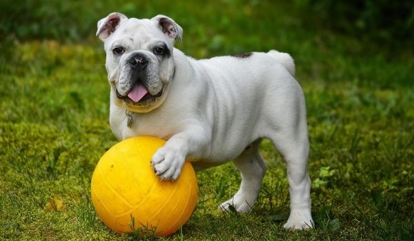 English Bulldog – Most expensive dog breeds